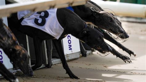 sporting life greyhounds tips|Daily Greyhound Tips .